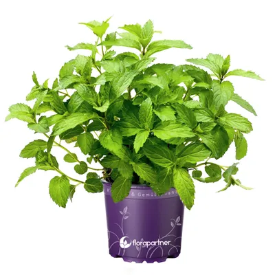 Produktbild von Schweizer Minze Mentha piperita 'Swiss'