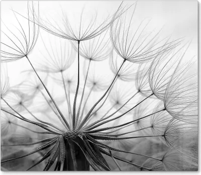 Produktbild von DEQORI Herdabdeckplatte Glas 1-tlg 'Pusteblume Nahaufnahme' Herd Abdeckung Küche