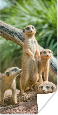 Produktbild von MuchoWow® Poster Erdmännchen - Familie - Tiere 60x120 cm - Wandschmuck