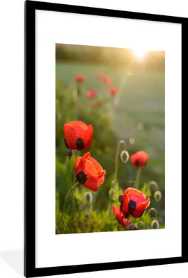 Produktbild von MuchoWow® Gerahmtes Poster Mohnblumen bei Sonnenuntergang 60x90 cm - Poster mit Schwarzem Bilderrahmen Wandposter Rahmen Foto Bilder - Dekoration - Wandposter Wohnzimmer - Hochwertig