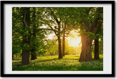 Produktbild von Bild 60x40 MDF-Rahmen, Wandkunst Bäume im Park