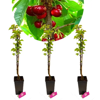 Produktbild von Sada 3 sloupovitých třešní - 3x Prunus avium 'Boas'® - sloupovitá třešeň - výška +60cm - 3L květináč