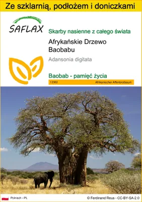 Zdjęcie produktu dla SAFLAX - Zestaw do uprawy - Afrykańskie Drzewo Baobabu - 6 Nasiona - Z mini szklarnią, podłożem uprawowym i 2 doniczkami - Adansonia digitata