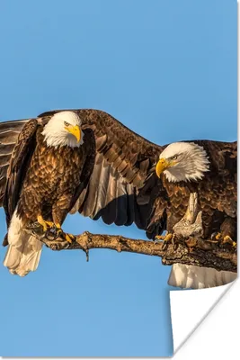 Produktbild von MuchoWow® Poster Vogel - Äste - Adler - Raubvögel - Luft 120x180 cm - Kunstposter