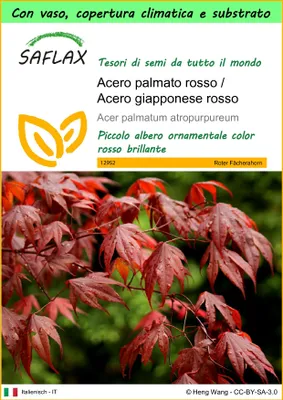 Immagine prodotto di SAFLAX Garden to go - Acero palmato rosso / Acero giapponese rosso  - 20 semi - Acer
