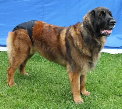 Productafbeelding van Hondennappy voor Vrouwelijke Honden XXXL met 2 Wasbare Pads