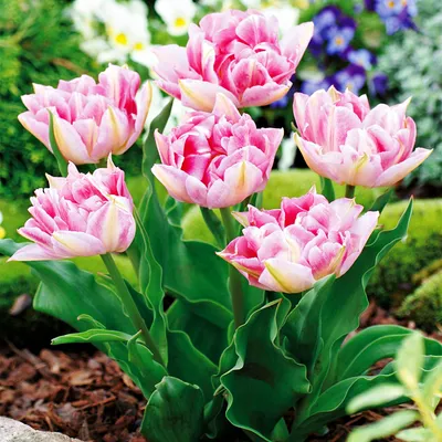 Zdjęcie produktu dla Tulipan Pełny Peach Blossom 5 szt. Tulipany Cebulki Tulipanów Cebule