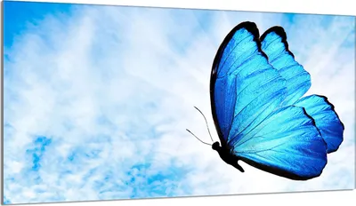 Produktbild von Glasschutzplatte für den Herd 90x52 Butterfly