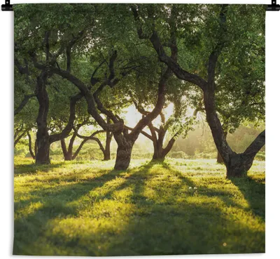 Produktbild von MuchoWow® Wandteppich Wandbehang Bäume - Natur - Sonne 90x90 cm Tapisserie Dekoration Wandtuch - Wandaufhänger