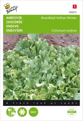 Produktbild von Winterendivien Eskariol Grüner | Endiviensalatsamen von Buzzy Seeds