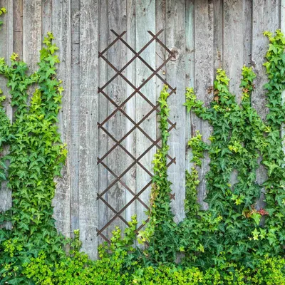 Image de Lot de 3 treillis extensibles pour plantes, 180 x 60 cm