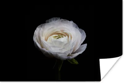 Produktbild von MuchoWow® Poster Blume - Schwarz - Weiß 120x80 cm - Bilder