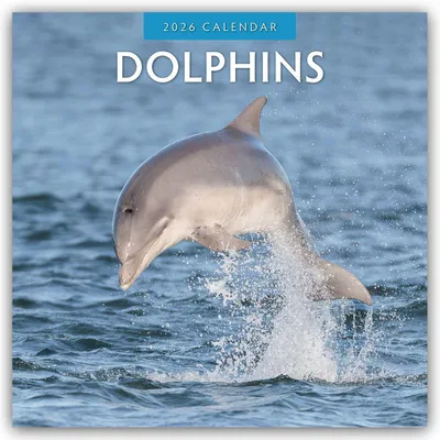 Produktbild von Dolphins 2026 Square Wall Calendar