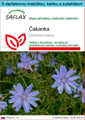 Obrázok produktu pre SAFLAX Darčeková sada - čakanka - Cichorium intybus - 250 Semená - S darčekovou krabičkou, prepravným štítkom, darčekovou kartou a pestovateľským médiom