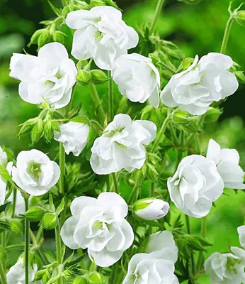 Produktbild von BALDUR Garten Winterharte Geranie 'Weiße Snow Double®',2 Knollen, winterharte Staude mit gefüllten Blüten, anpsruchslos, robust und pflegeleicht, lange Blütezeit von Sommer bis Herbst