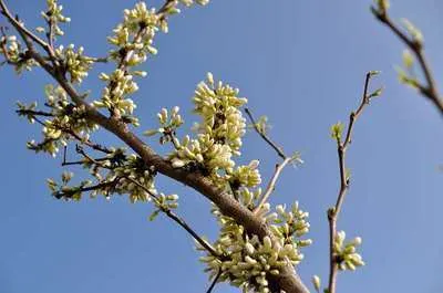 Obrázok produktu pre Cercis chinensis 'Shirobana' - Judasbaum 60- 80 cm Kontajner