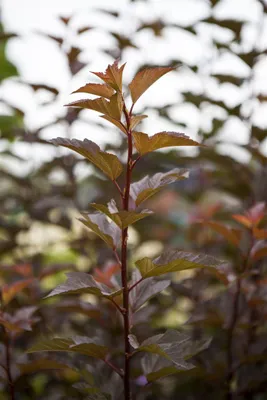 Produktbild von Physocarpus opulifolius 'Amber Jubilee', Blasenspiere, 60–80 cm