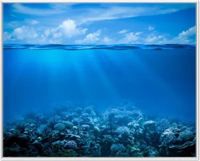 Produktbild von Wallario Wandbild Unterwasserwelt Meer, Größe: 40,30 x 50,30 cm, Poster mit weißem Aluminiumrahmen