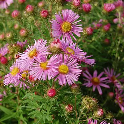 Productafbeelding van 6 x Aster novae-angliae 'Harrington's Pink' | Potmaat 9cm x 9cm