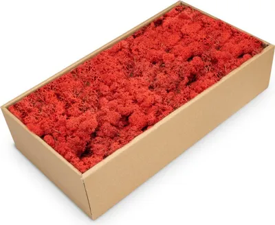 Produktbild von Islandmoos Rot, konserviert, verpackt im Karton mit ca. 500g