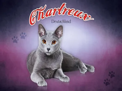 Produktbild von vianmo Holzschild 30x40 cm Katze Chartreux Deutschland