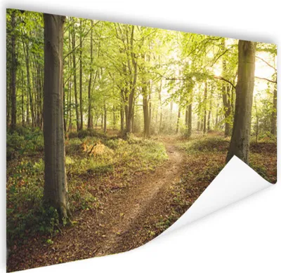 Produktbild von MuchoWow® Poster Wald - Weg - Sonnenaufgang 120x80 cm - Bilder