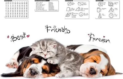 Produktbild von Tischset 0318-0048-72 580X415Mm