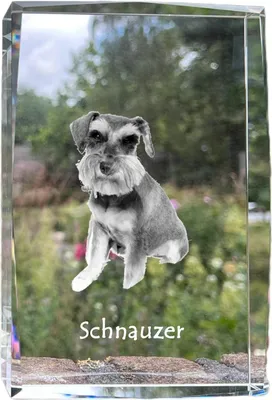 Produktbild von Schnauzer I - Kristall mit einem Hundebild, Bild im Glas, moderne Ausstellung des Art-Dog-Bildes.