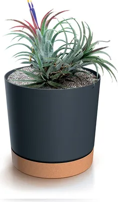 A potted plant with a dark gray pot and a brown base, set against a white background.