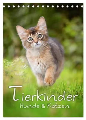 Produktbild von Tierkinder Hunde und Katzen (Tischkalender 2027 DIN A5 hoch), CALVENDO Monatskalender