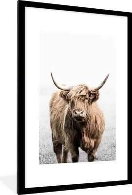 Produktbild von MuchoWow® MuchoWow® Gerahmtes Poster Scottish Hochlandrind - Gras - Weiß 60x90 cm - Poster mit zchwarzem Bilderrahmen - Dekoration - Wandposter Wohnzimmer - Hochwertig