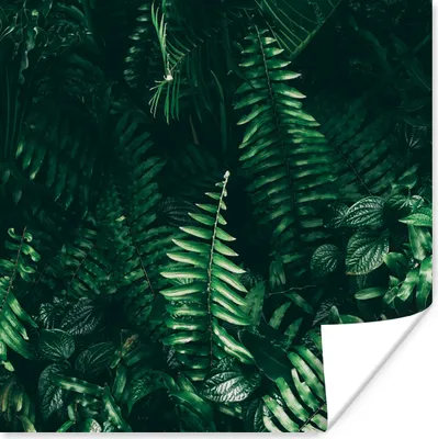 Produktbild von MuchoWow® Poster Blätter - Dschungel - Natur - Tropisch - Pflanzen 100x100 cm - Babyzimmer