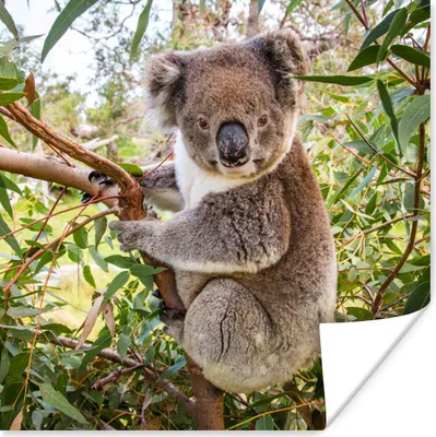 Produktbild von MuchoWow® Poster Koala - Blätter - Kinder - Jungen - Mädchen 50x50 cm - Wohnzimmerdekoration