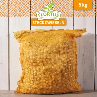 Artikelbild 8 von 'Wintersteckzwiebel Senshyu Yellow' aus der Kategorie Wintersteckzwiebeln