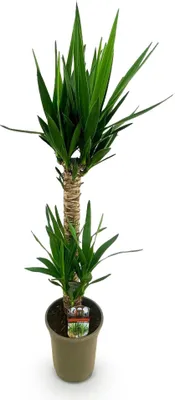 Image de Yucca Elephantipes - 120cm - 19cm - Plante d'intérieur facile d'entretien aux
