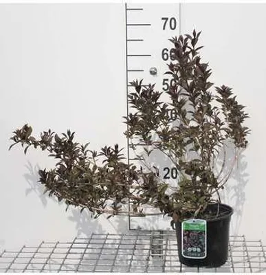 Image de Weigela flor. 'Victoria' - Weigelie 50- 60 cm - conteneur