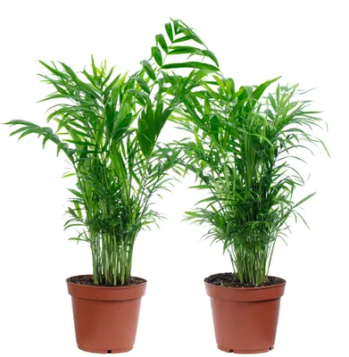 Produktbild von 2er-Set Bergpalme - pflegeleichte Zimmerpflanze, Chamaedorea elegans - Höhe ca. 70 cm, Topf-Ø 17 cm