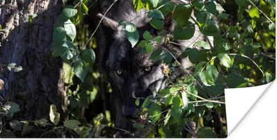 Produktbild von MuchoWow® Poster Wolf versteckt sich im Gebüsch 160x80 cm - Foto Poster