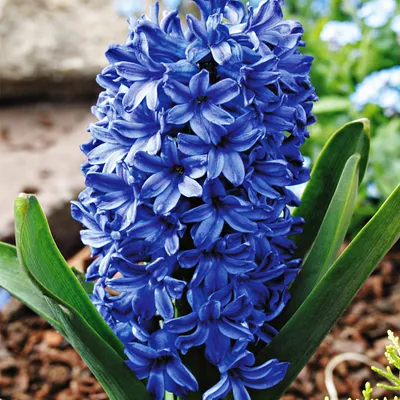 Produktbild von Hyazinthe Blumenzwiebeln Zwiebeln Blumen Hyacinthus Blue Star 3 St.