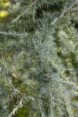 Produktbild von Cedrus deodara, Himalaya-Zeder, 60–80 cm