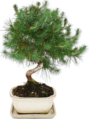 Image de Bonsai - Pinus halepensis - Pin d'Alep - environ 7-8 ans - coupe 16cm