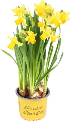 Image de 10 pièces de jonquilles Tête-à-Tête en pot de 9 cm - Eveil du printemps pour ta maison