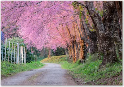 Produktbild von Tulup® Leinwandbild - 100x70 cm - Wandkunst - Drucke auf Leinwand - Leinwanddruck  - Landschaften - Rosa - Kirschblüten