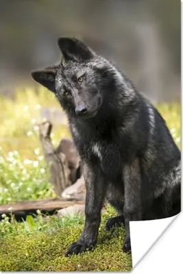 Produktbild von MuchoWow® Poster Wolf - Schwarz - Gras 80x120 cm - Papierdruck