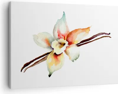 Produktbild von Bild auf Leinwand - Leinwandbild - Vanille Gewürz Blume Pflanze - 70x50cm - Wand Bild - Wanddeko - Leinwanddruck - Bilder - Kunstdruck - Wanddekoration - Leinwand bilder - Wandkunst - AA70x50-2796