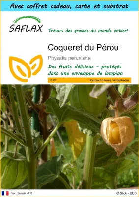 Image de SAFLAX Ensemble-cadeau - Coqueret du Pérou - 100 graines - Physalis
