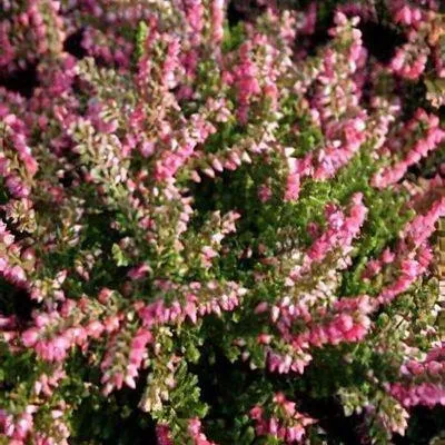 Productafbeelding van JUNAVERA Calluna vulgaris 'Tib' (struikheide) | 15 tot 20 cm hoog | In 11 cm pot | Paarsroze zomerheide