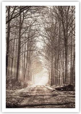 Produktbild von Poster - Poster ohne Rahmen - Wald Straße Baum - 70x100 cm - Wand Bild - Wanddeko - Wandbilder - Kunstposter - Wandposter - Bilder - Kunstdruck - Wanddekoration - Wandbild - P2XPA70x100-3620