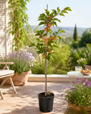 Produktbild von Prunus armeniaca Tirynthos Aprikosenbaum 100–140 cm – Winterharte Aprikose im Topf für Garten, Terrasse & Obstgarten
