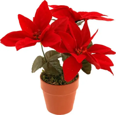 Produktbild von Künstlicher Weihnachtsstern, H. 22 cm